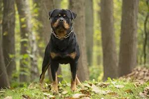 Rottweilers: Rottweiler dog outside