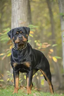 Rottweilers: Rottweiler dog outside