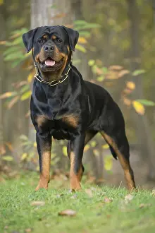 Rottweilers: Rottweiler dog outside