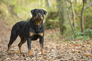 Rottweilers: Rottweiler dog outside