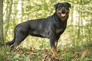 Rottweilers: Rottweiler dog outside