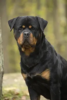 Rottweilers: Rottweiler dog outside