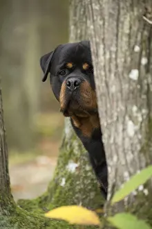 Rottweilers: Rottweiler dog outside