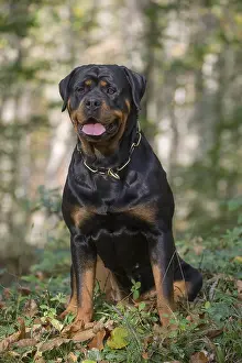 Rottweilers: Rottweiler dog outside