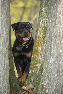 Rottweilers: Rottweiler dog outside