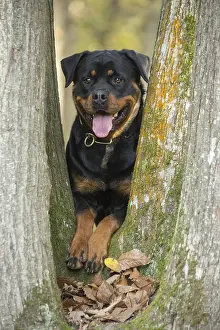 Rottweilers: Rottweiler dog outside