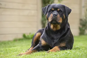 Rottweilers: Rottweiler dog outside
