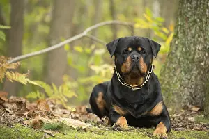 Rottweilers: Rottweiler dog outside