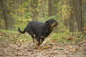Rottweilers: Rottweiler dog outside