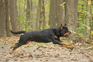Rottweilers: Rottweiler dog outside