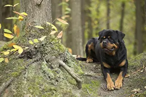 Rottweilers: Rottweiler dog outside