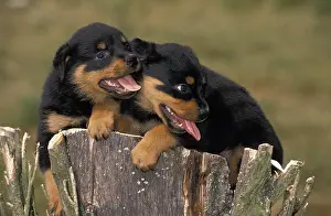 Rottweiler: Rottweiler Dog, Pup standing on Stump