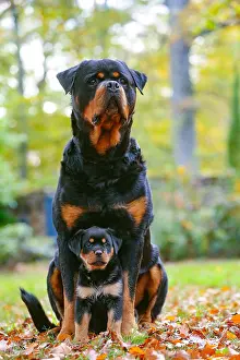 260221: Rottweiler dog and puppy outdoors