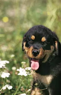 Rottweiler: ROTTWEILER DOG, PUPPY STANDING NEAR FLOWER WITH TONGUE OUT