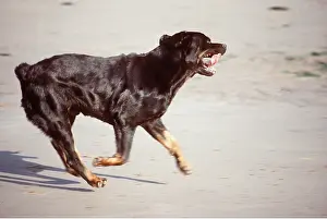 Docked: ROTTWEILER DOG - Running on beach