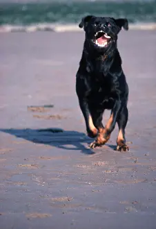 Barking: ROTTWEILER DOG - running towards camera