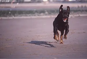 Rottweilers: ROTTWEILER DOG - Running towards camera