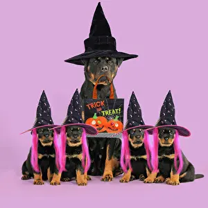 Fancy: Rottweiler Dog sat with four rottweiler puppies