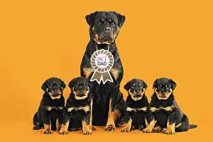 Rosette: Rottweiler Dog wearing No 1 Dad sign, sat with four