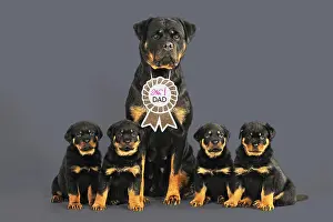 Rosette: Rottweiler Dog wearing No 1 Dad sign, sat with four