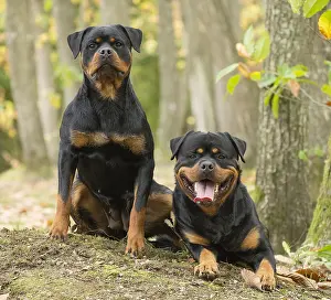 Rottweilers: Two Rottweiler dogs outside