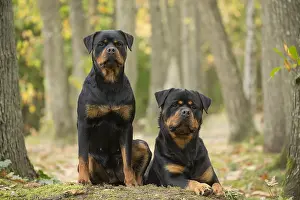 Rottweilers: Two Rottweiler dogs outside