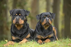 Rottweilers: Two Rottweiler dogs outside