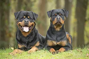 Rottweilers: Two Rottweiler dogs outside