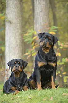 Rottweilers: Two Rottweiler dogs outside
