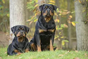 Rottweilers: Two Rottweiler dogs outside