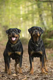 Rottweilers: Two Rottweiler dogs outside