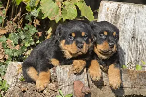 Rottweilers: Rottweiler puppies dogs outside