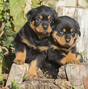 Rottweilers: Rottweiler puppies dogs outside