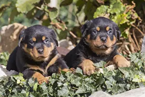 Rottweilers: Rottweiler puppies dogs outside