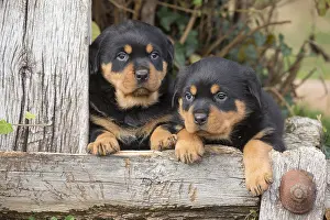 Rottweilers: Rottweiler puppies dogs outside