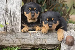 Rottweilers: Rottweiler puppies dogs outside