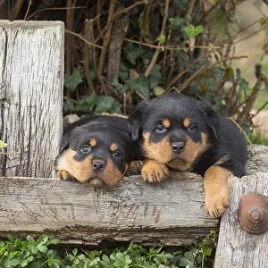 Rottweilers: Rottweiler puppies dogs outside