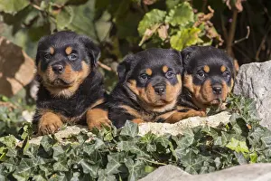 Rottweilers: Rottweiler puppies dogs outside