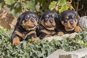 Rottweilers: Rottweiler puppies dogs outside