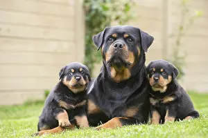 Rottweilers: Rottweiler with puppies dogs outside