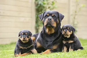 Rottweilers: Rottweiler with puppies dogs outside