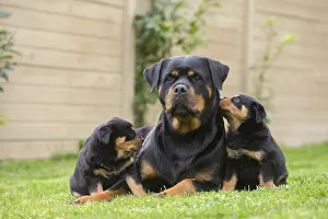 Rottweilers: Rottweiler with puppies dogs outside
