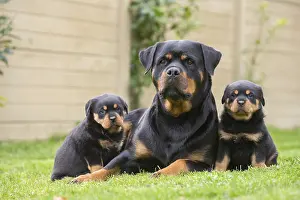 Rottweilers: Rottweiler with puppies dogs outside
