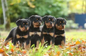 260221: Rottweiler puppies outdoors