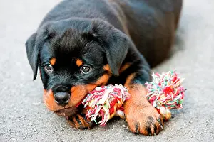 Chewing: Rottweiler puppy chewing on a toy, North Tyrol