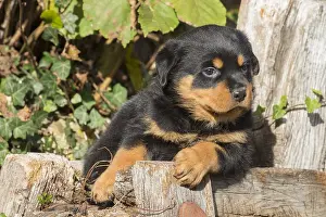 Rottweilers: Rottweiler puppy dog outside