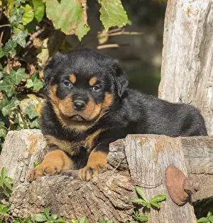 Rottweilers: Rottweiler puppy dog outside
