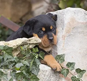 Rottweilers: Rottweiler puppy dog outside