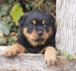 Rottweilers: Rottweiler puppy dog outside