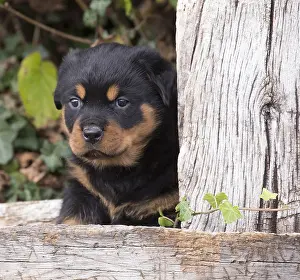 Rottweilers: Rottweiler puppy dog outside